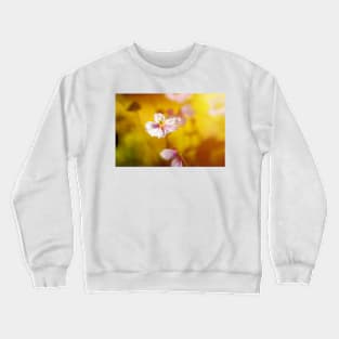Anemone flower at sunset against blurry Crewneck Sweatshirt